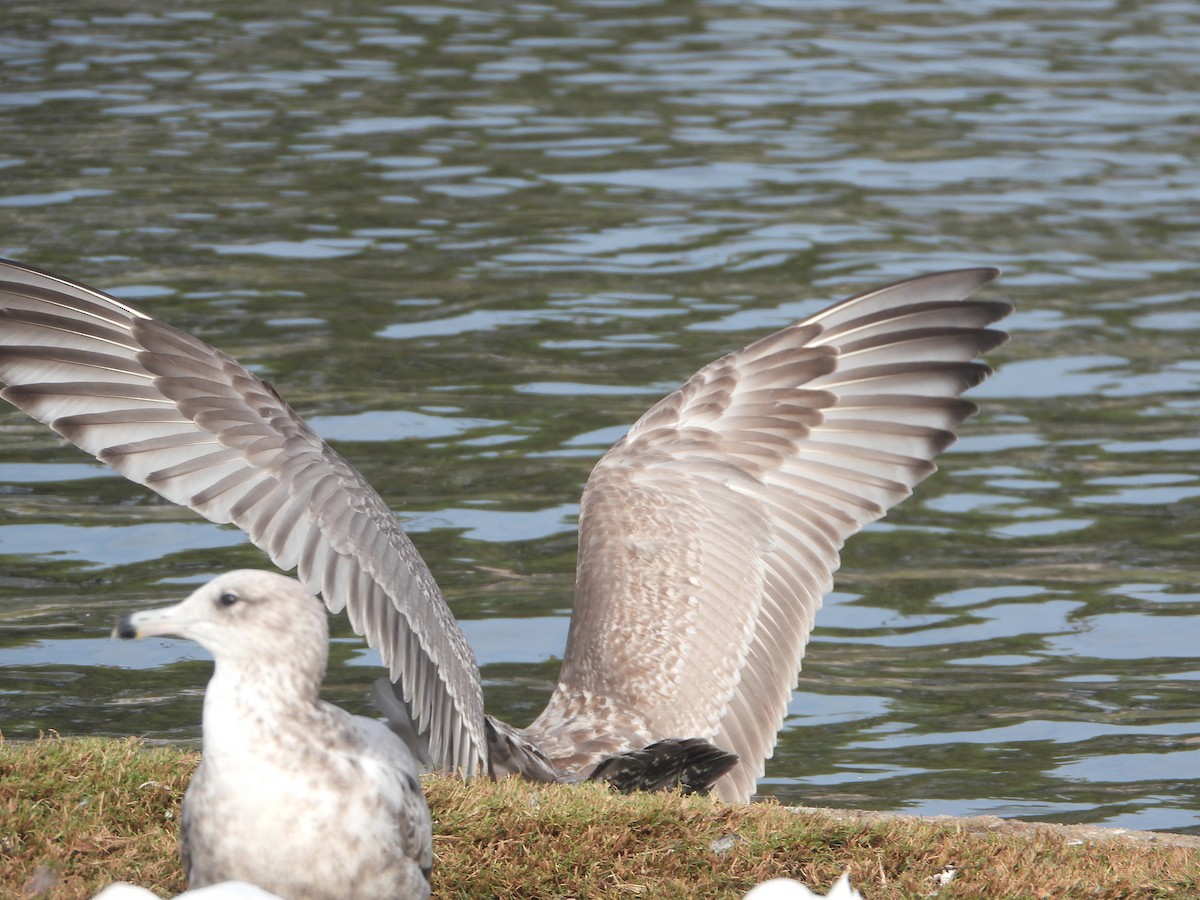 Herring x Glaucous-winged Gull (hybrid) - ML389621031