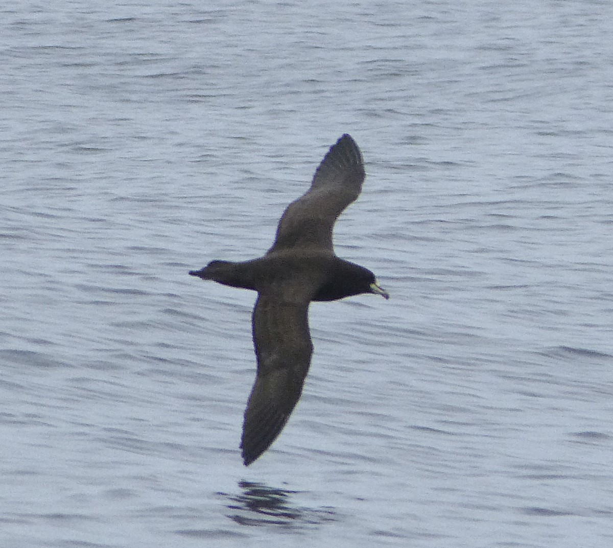 Parkinson's Petrel - ML389621231