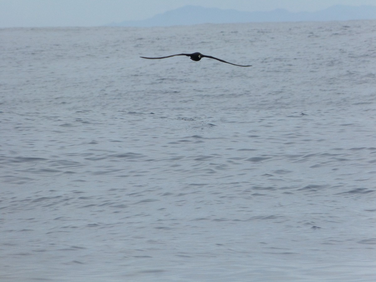 Parkinson's Petrel - ML389621361