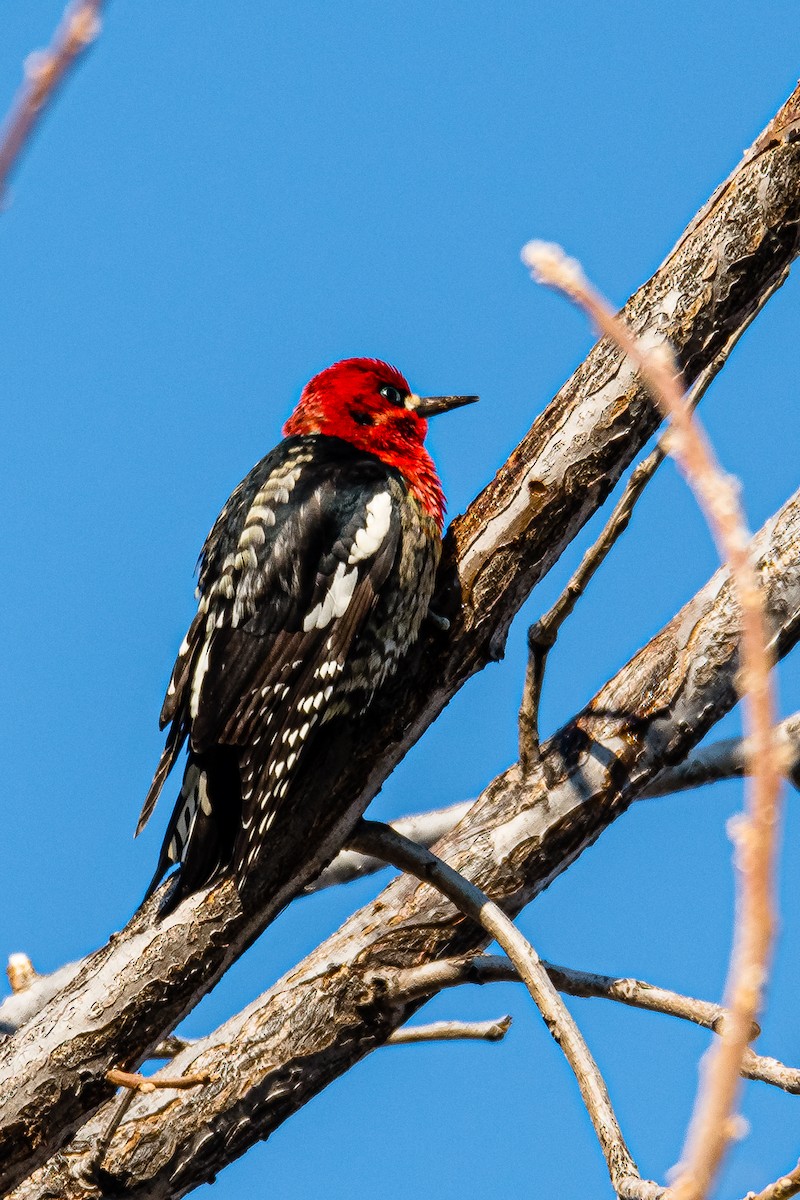 Red-breasted Sapsucker - ML389621971