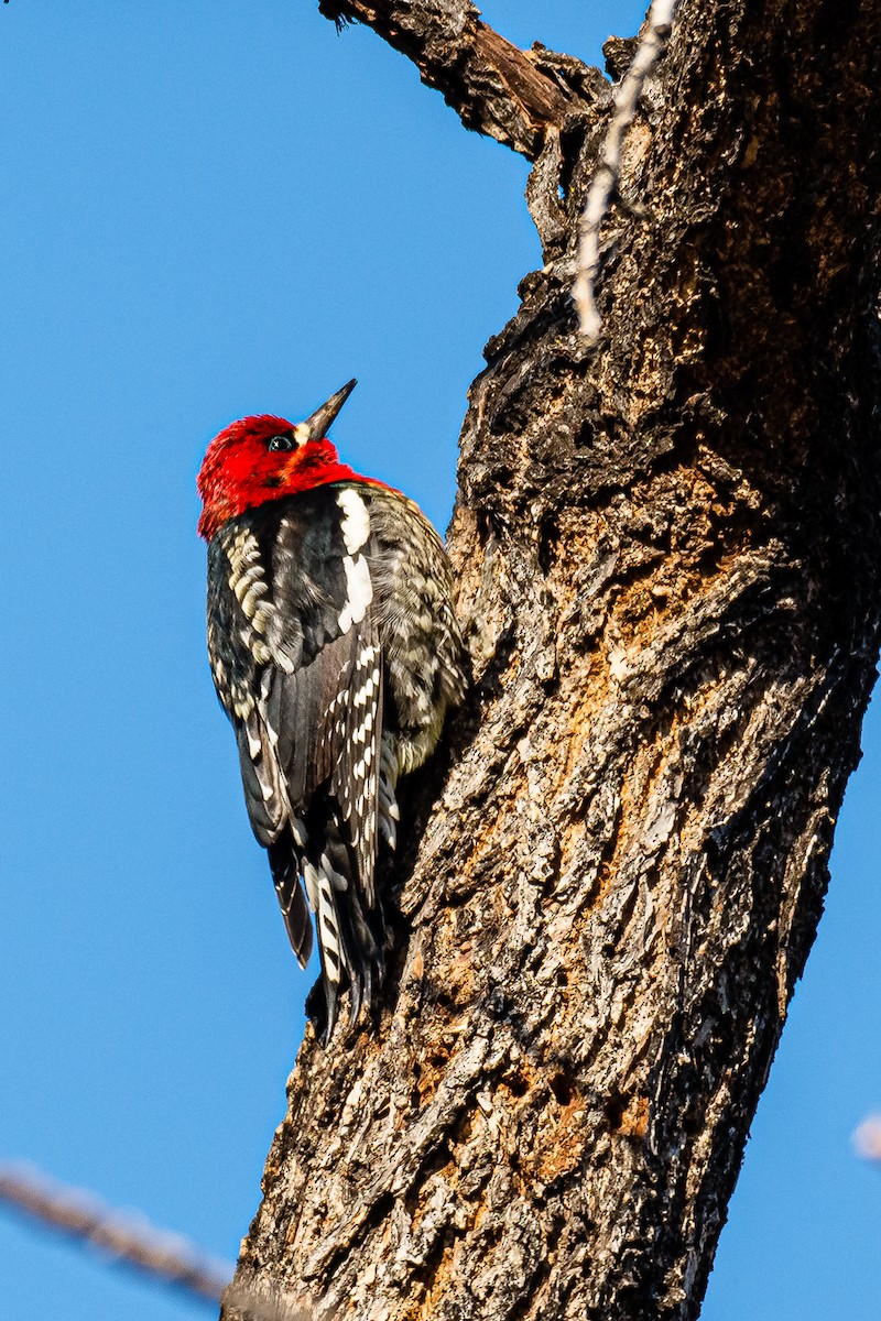 Red-breasted Sapsucker - ML389622021