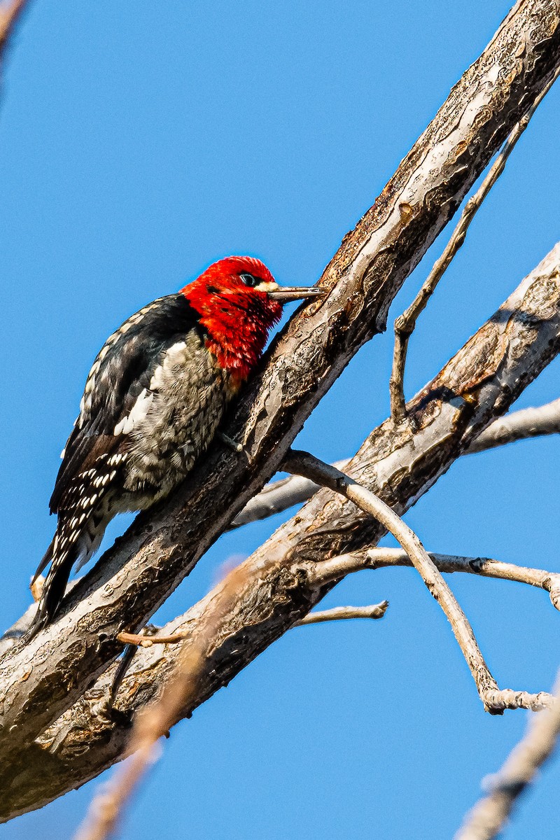 Red-breasted Sapsucker - ML389622031