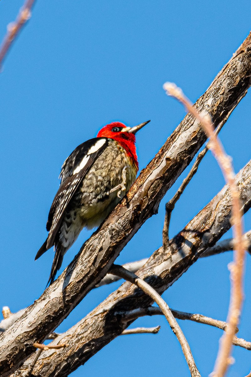Red-breasted Sapsucker - ML389622051