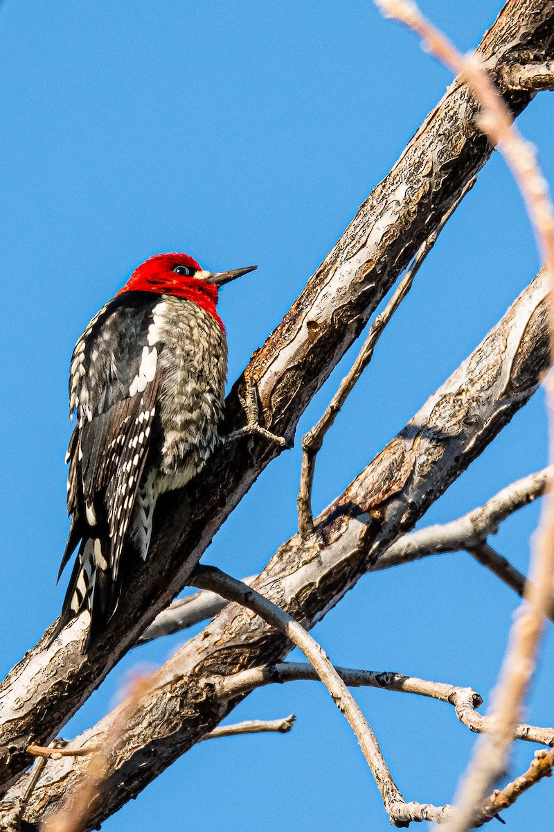 Red-breasted Sapsucker - ML389622081