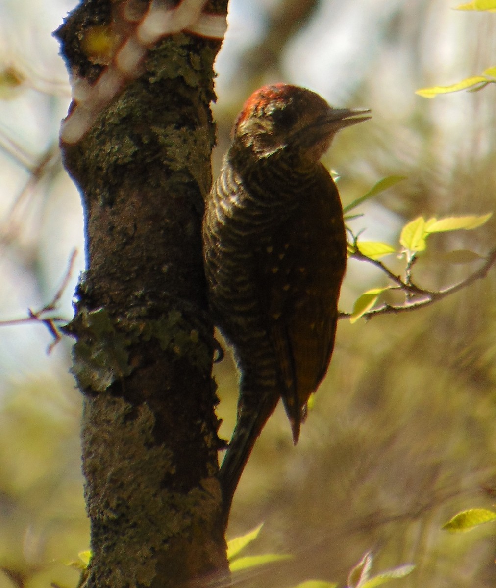 Dot-fronted Woodpecker - ML389622741
