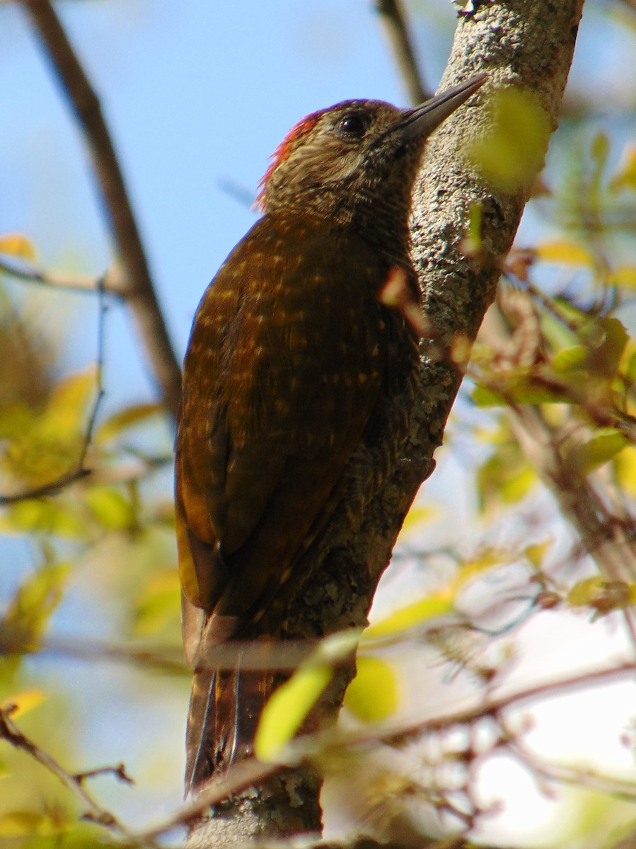 Dot-fronted Woodpecker - ML389622751
