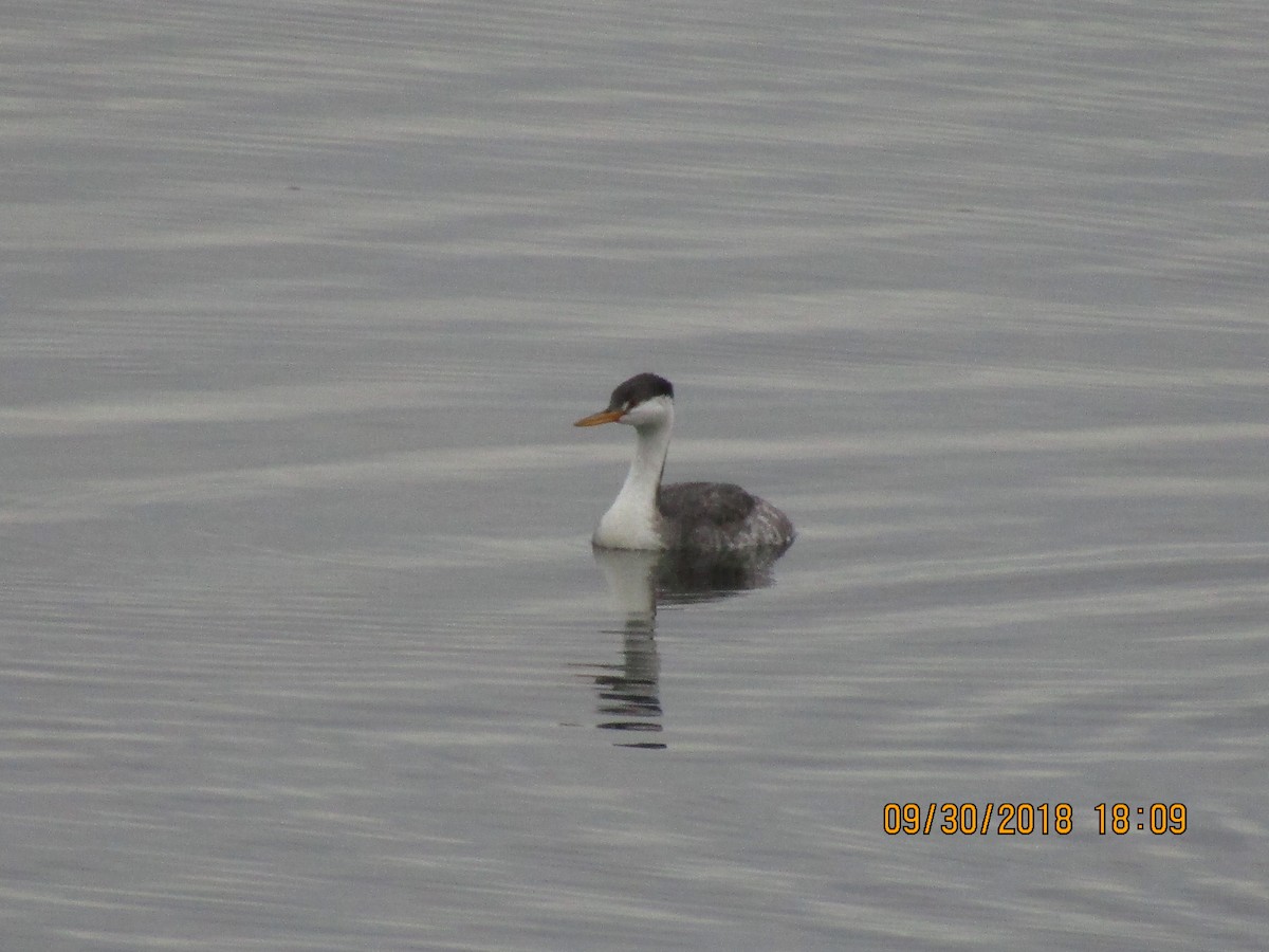 Western Grebe - ML389623781