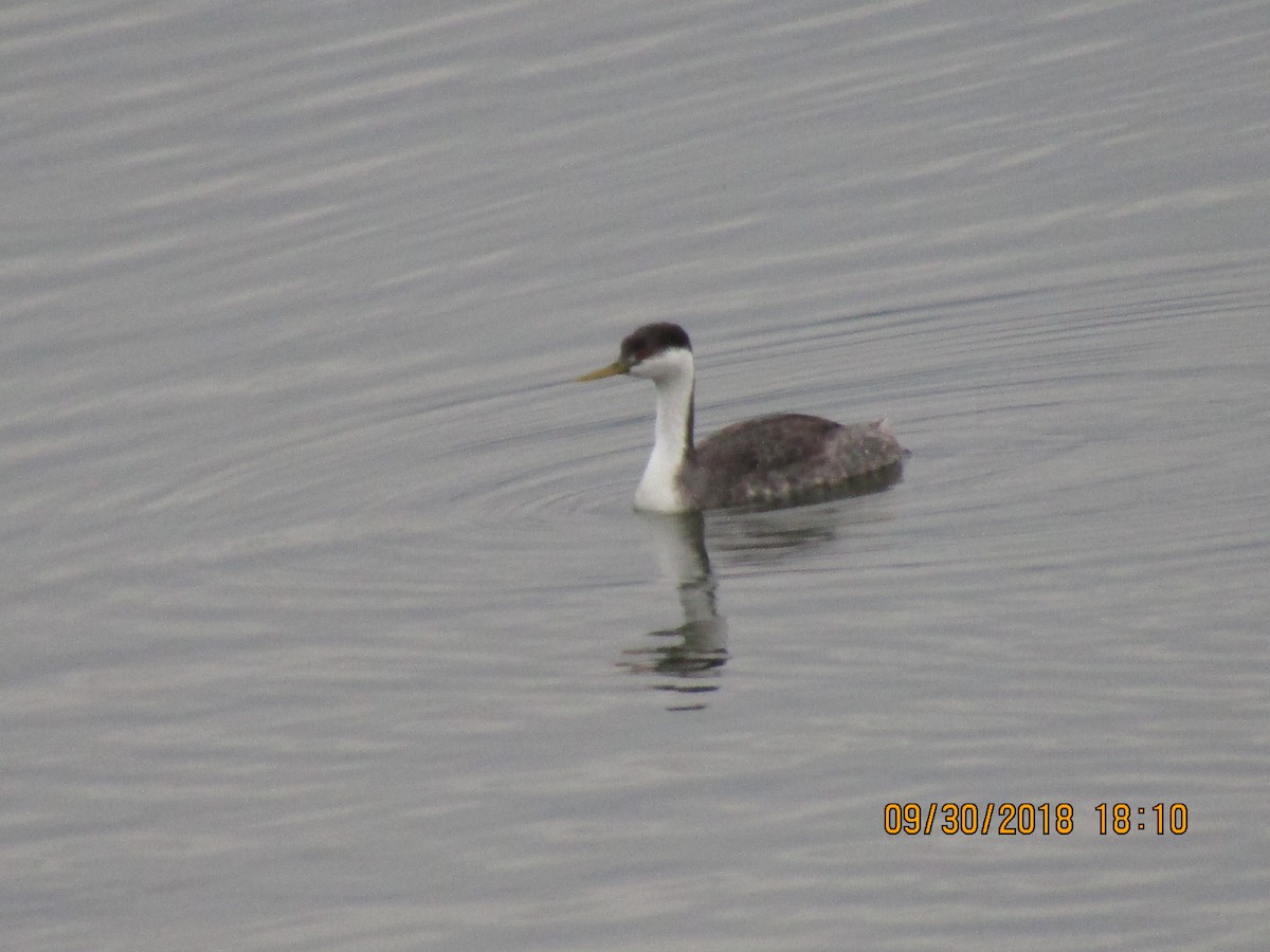 Western Grebe - ML389624751