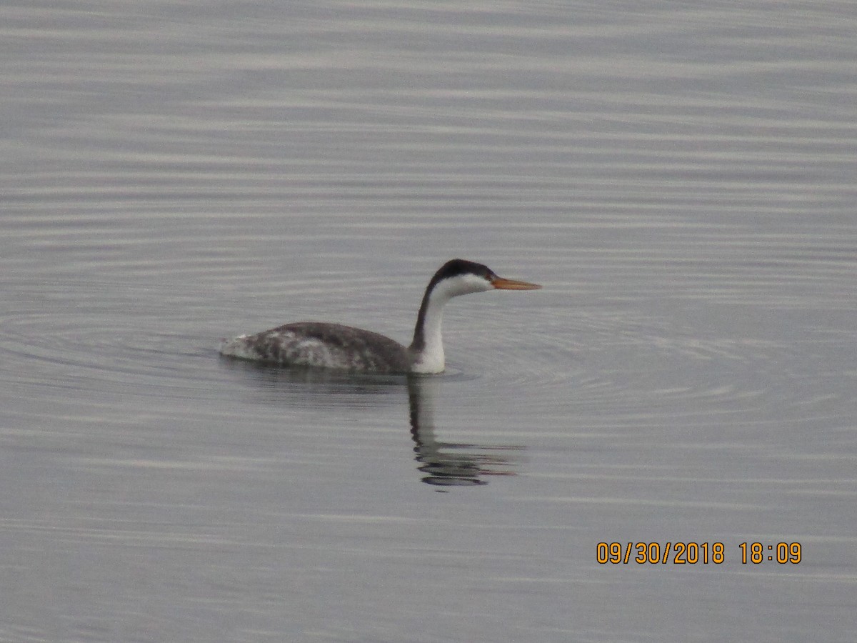 Western Grebe - ML389625031