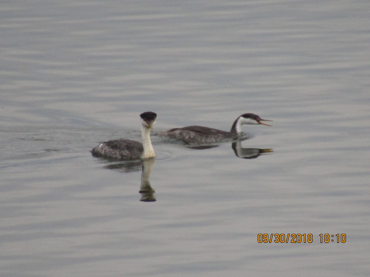 Western Grebe - ML389625711