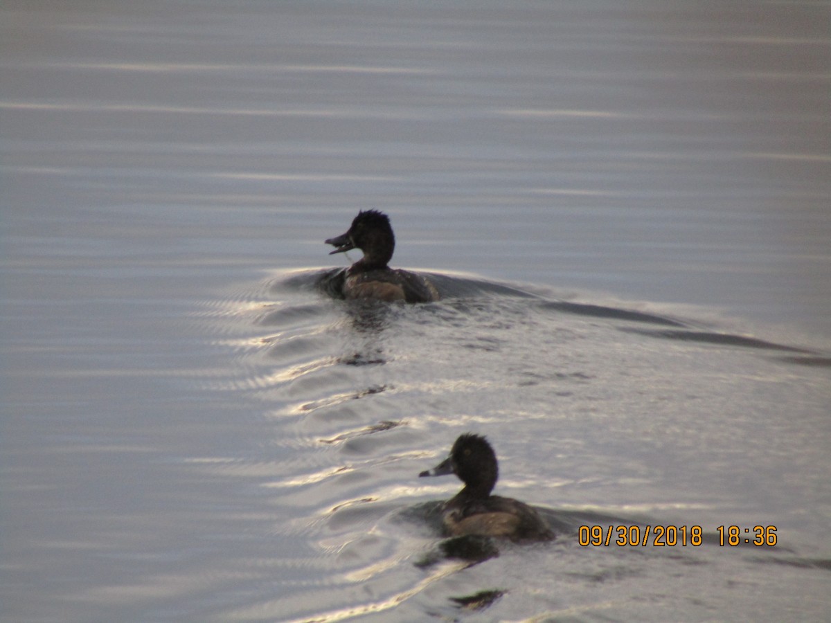 Ring-necked Duck - ML389626101