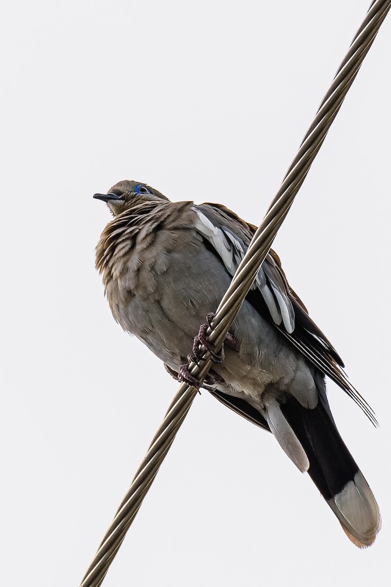 White-winged Dove - ML389626441