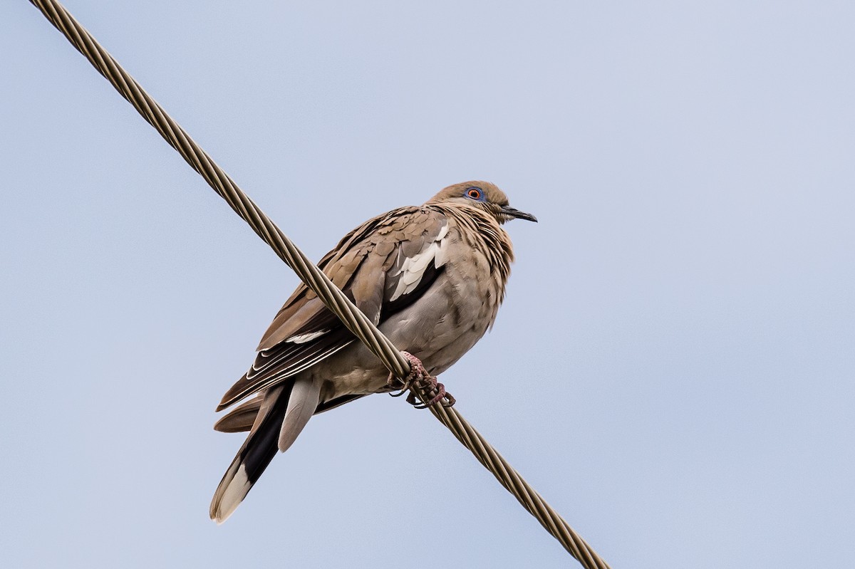 White-winged Dove - ML389626471