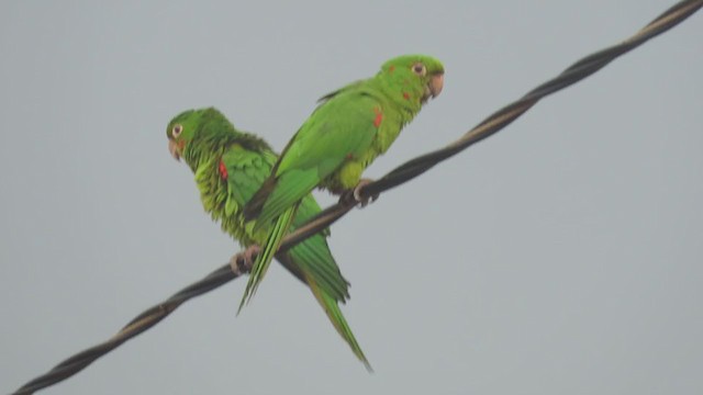 White-eyed Parakeet - ML389626581