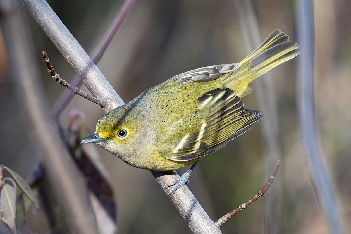 White-eyed Vireo - Steeve R. Baker