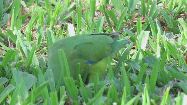 Blauflügel-Sperlingspapagei - ML389629111