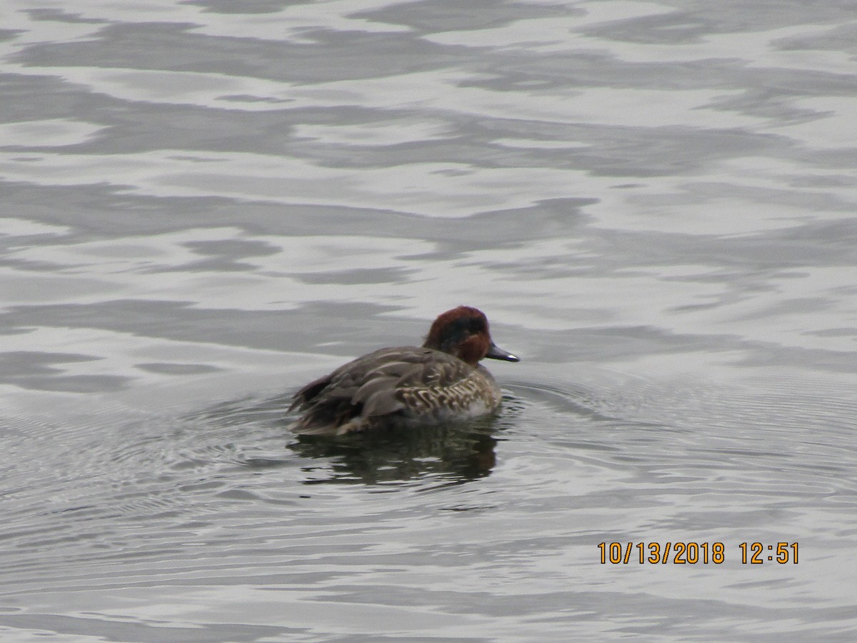 Green-winged Teal - ML389629341