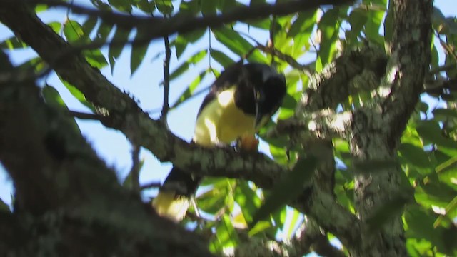 plysjskrike - ML389629761