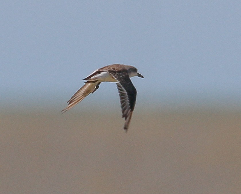 Red-necked Stint - ML389630031