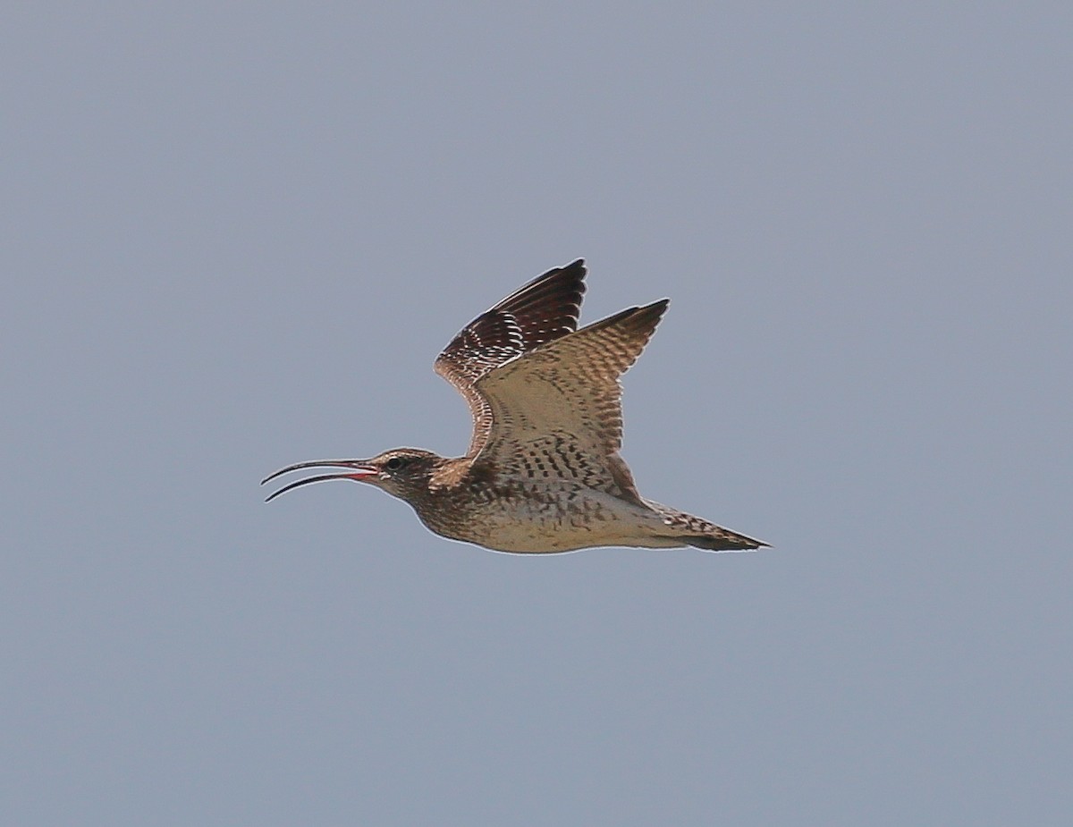 Whimbrel - ML389630131