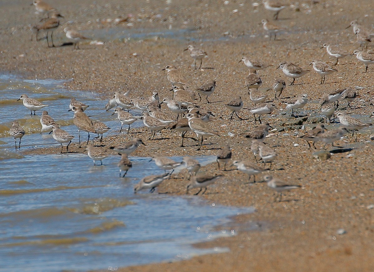 Red-necked Stint - ML389630241