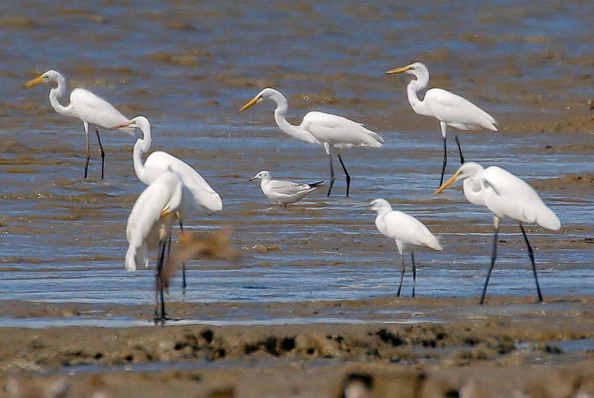 Gaviota Reidora - ML389630341