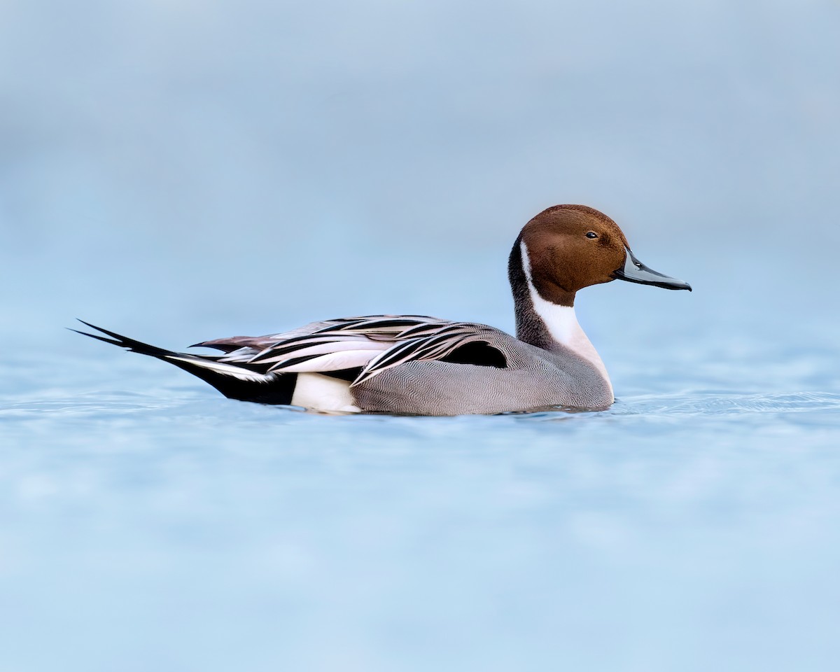 Northern Pintail - Vasura Jayaweera