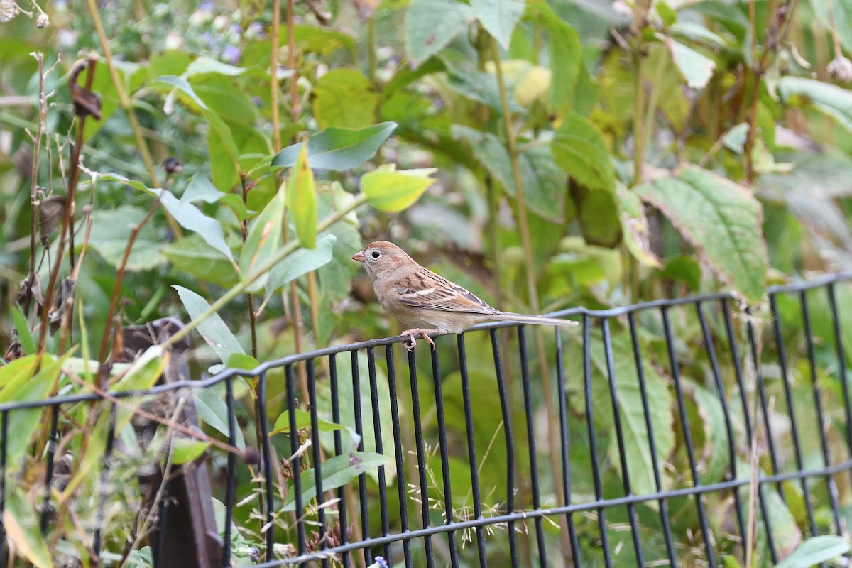 Field Sparrow - ML389631981