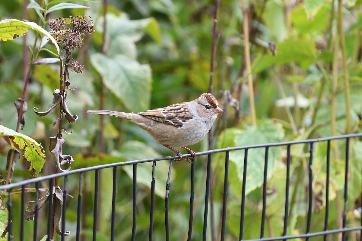 White-crowned Sparrow - ML389632161