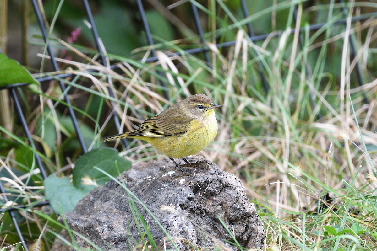 Palm Warbler - terence zahner