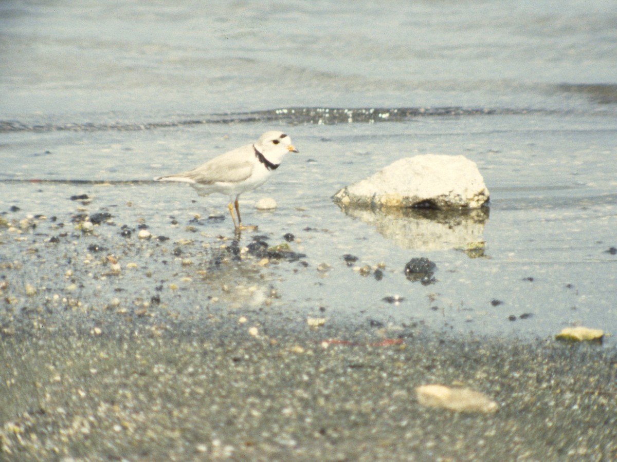 Piping Plover - ML389632501