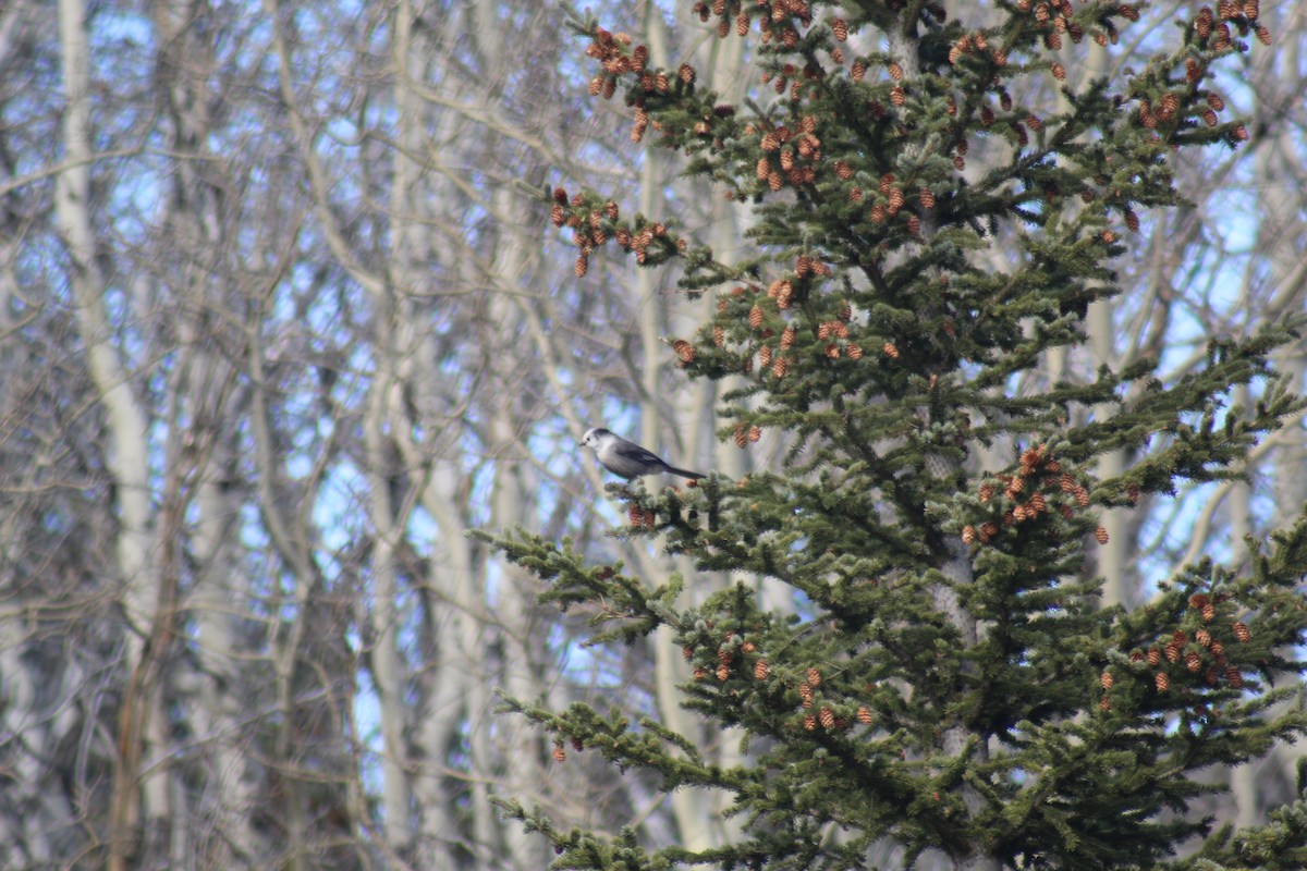Canada Jay - ML389633021