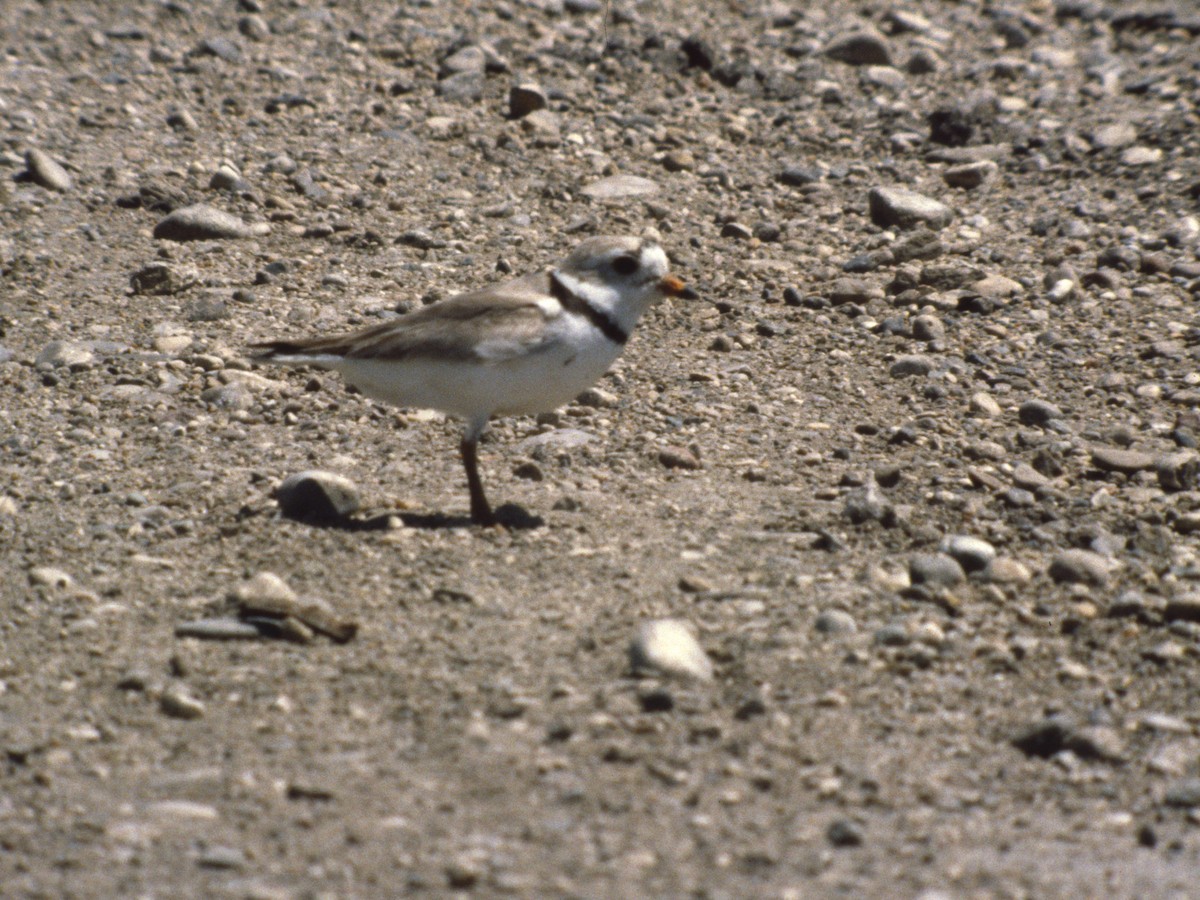 Piping Plover - ML389633221