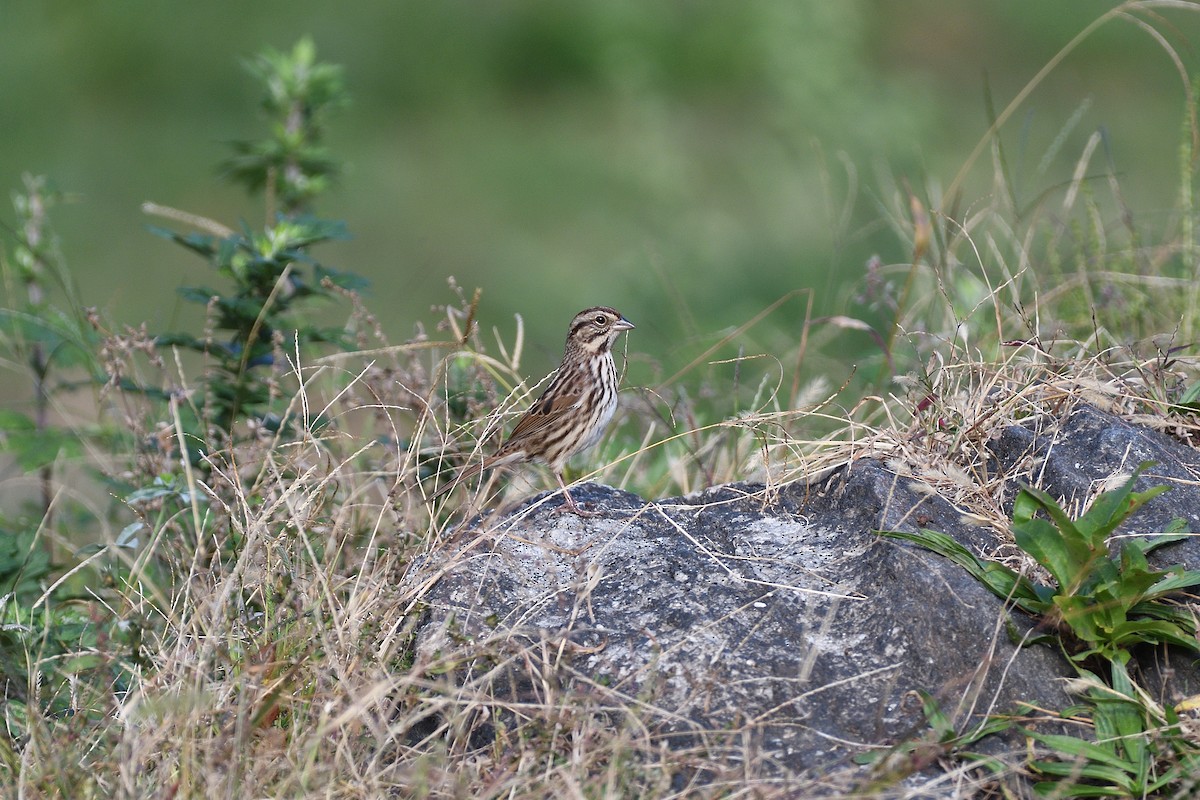 Song Sparrow - terence zahner