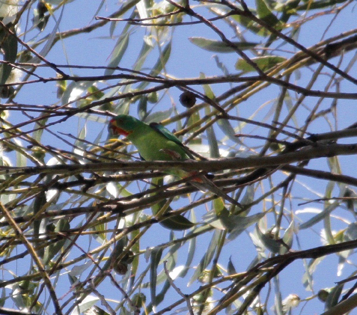 Swift Parrot - ML38963351