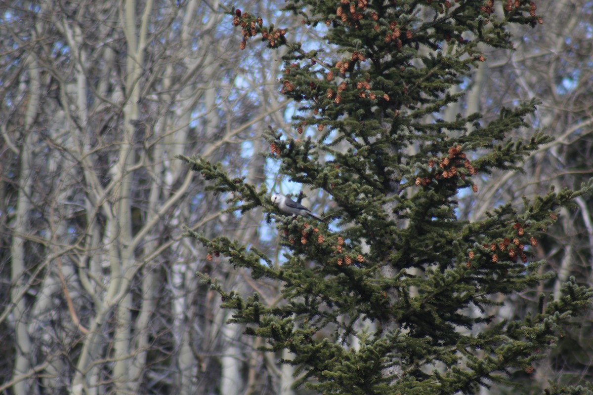 Canada Jay - ML389633741