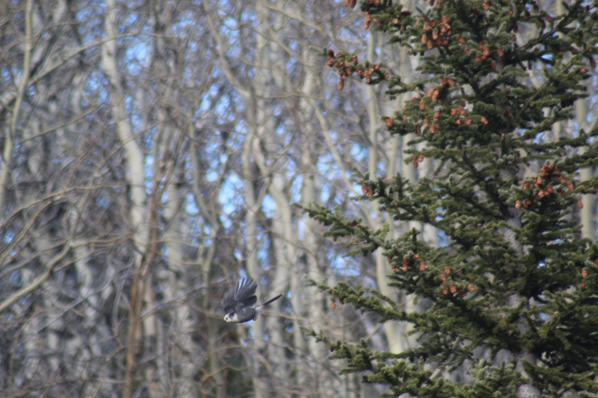 Canada Jay - ML389633801