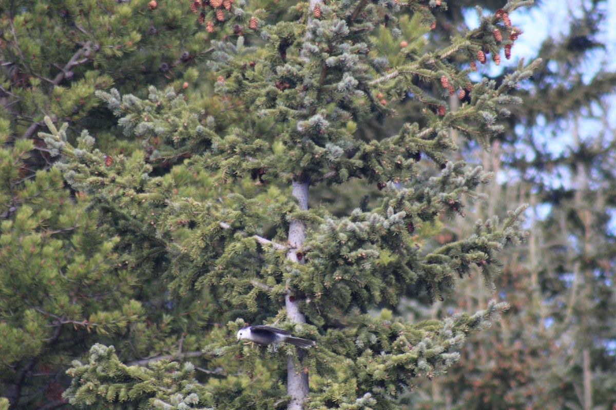 Canada Jay - ML389633861