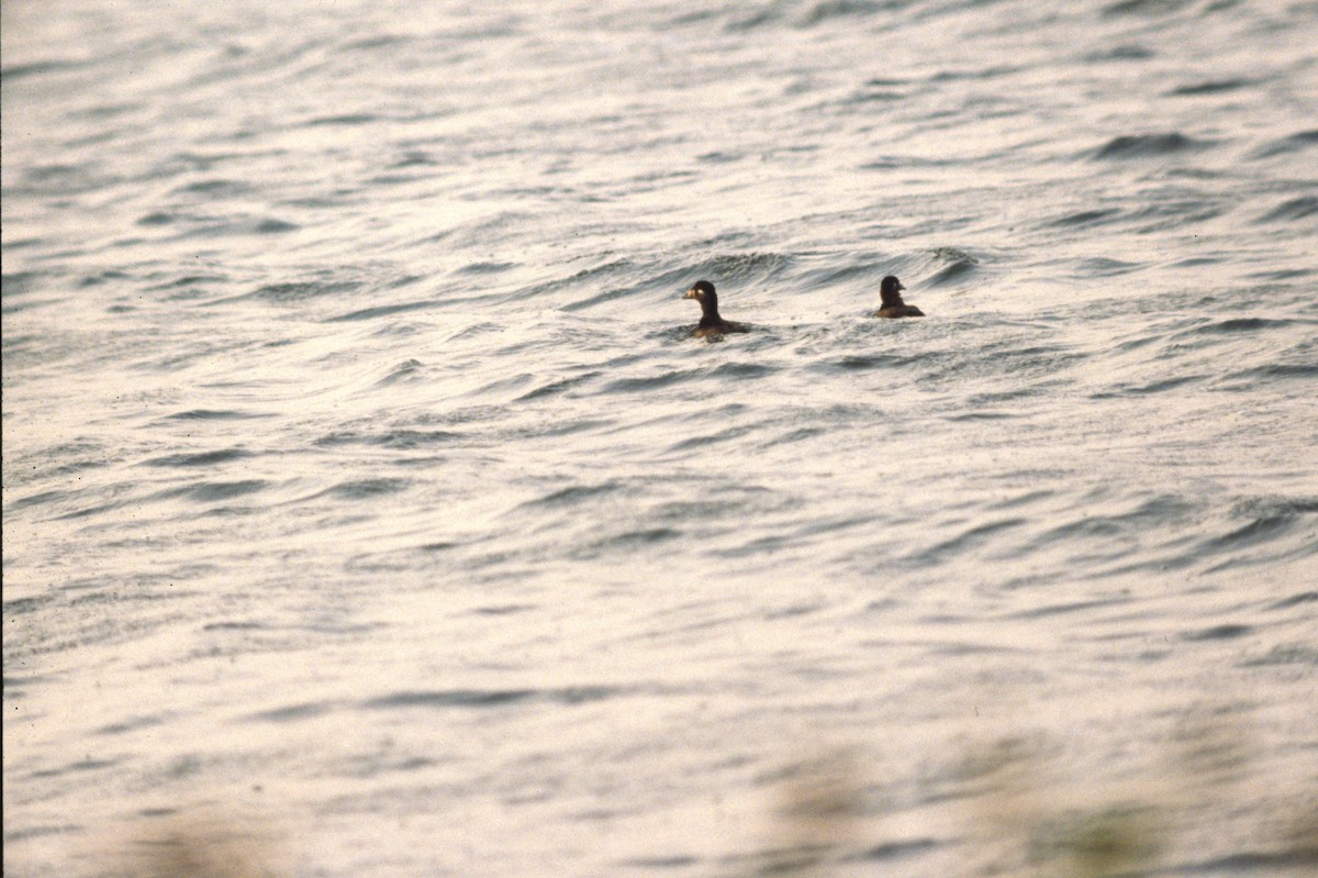 Surf Scoter - ML389634331