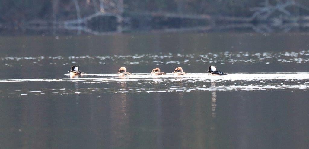 Hooded Merganser - ML389634971