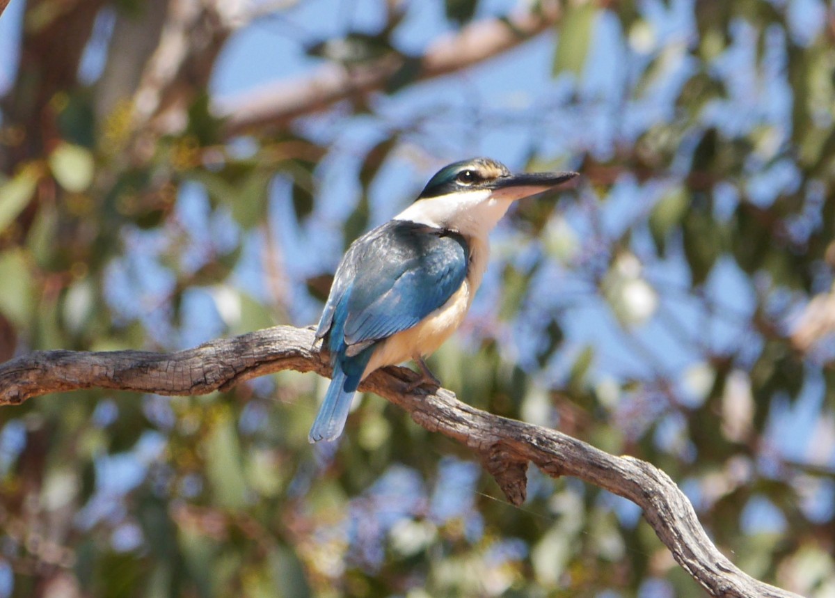 Sacred Kingfisher - ML38963551