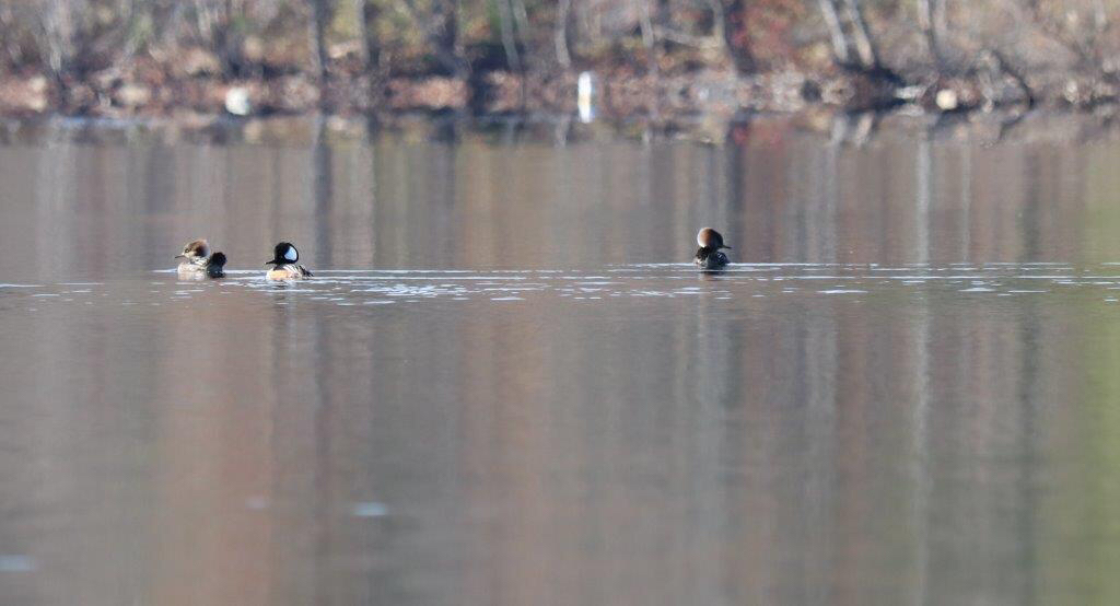 Hooded Merganser - ML389635851