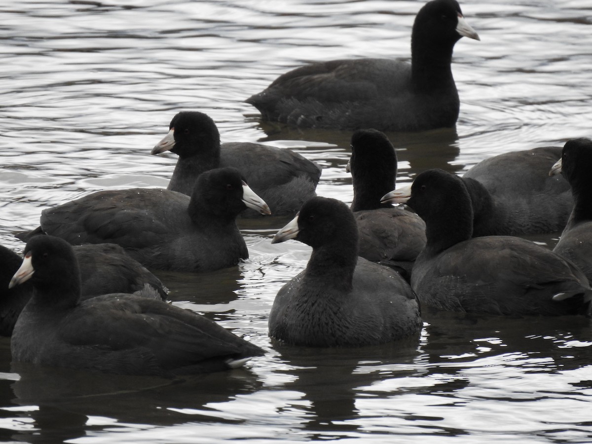 American Coot - ML389637271