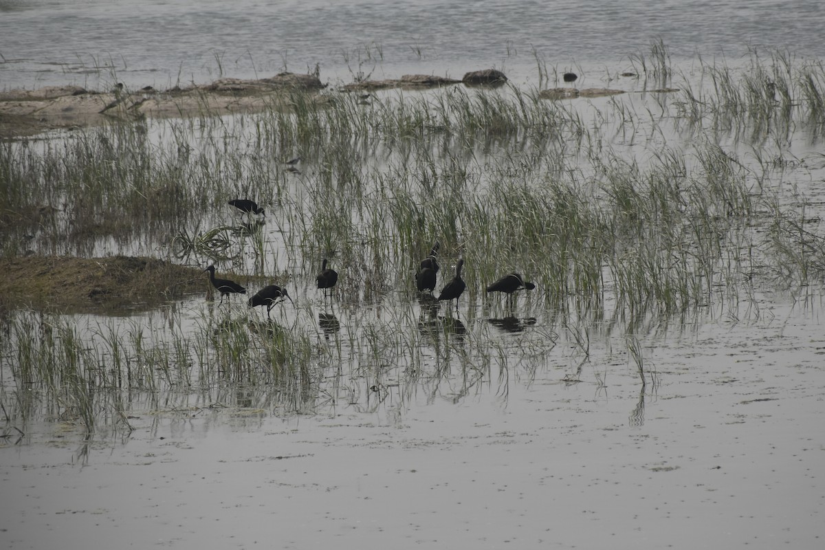 Ibis falcinelle - ML389637711