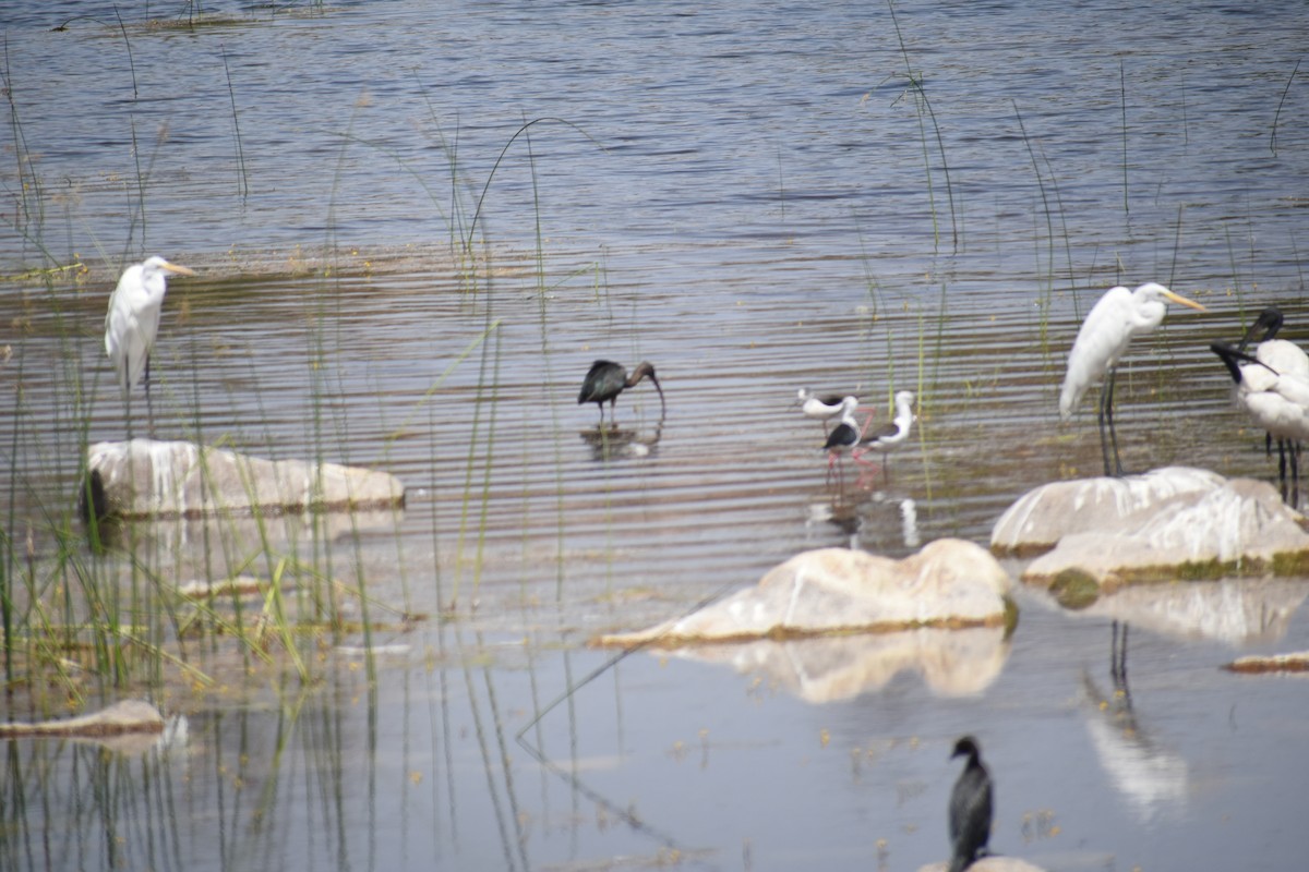 Ibis falcinelle - ML389637741