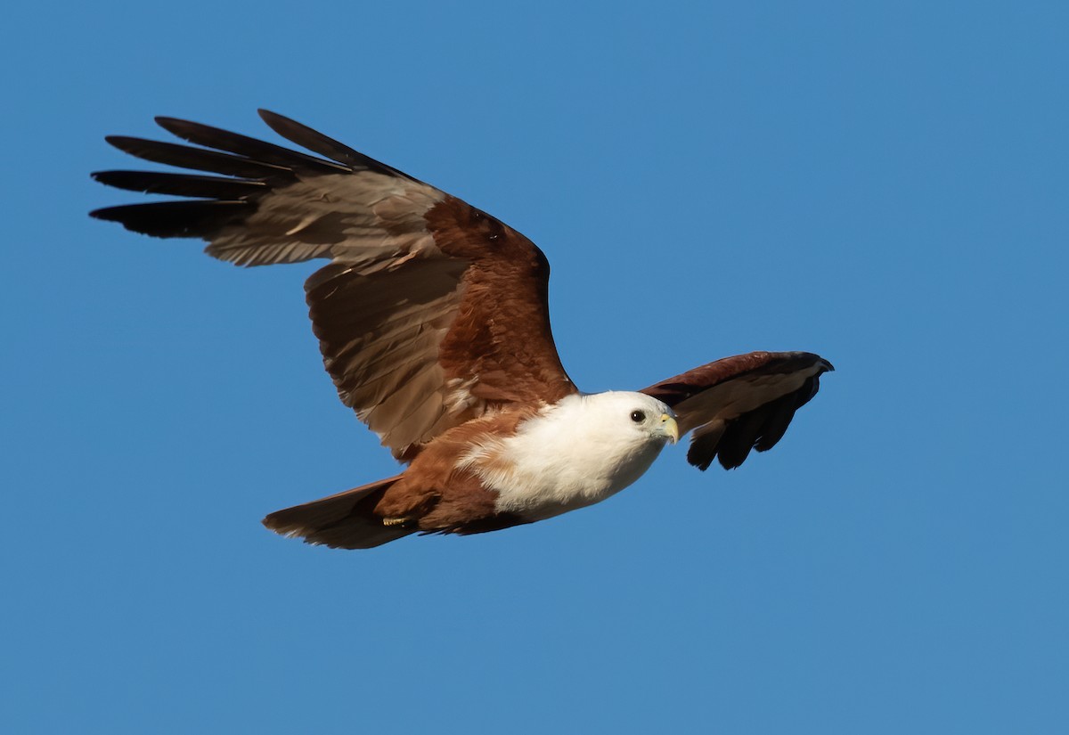 Brahminy Kite - ML389637991