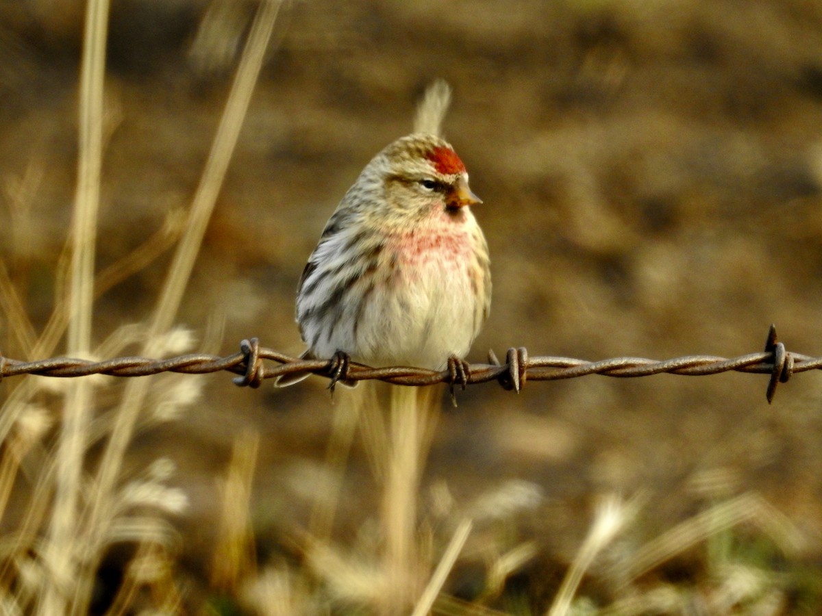 Common Redpoll - ML389638721