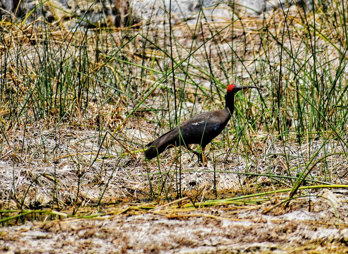 Ibis noir - ML389638751