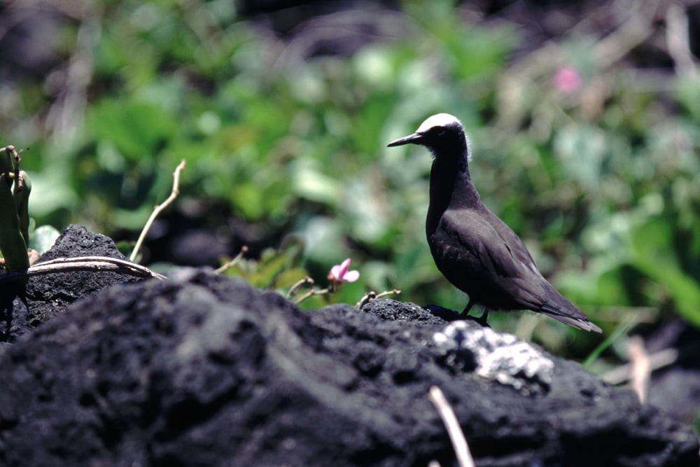 Black Noddy - Yoshiaki Watanabe