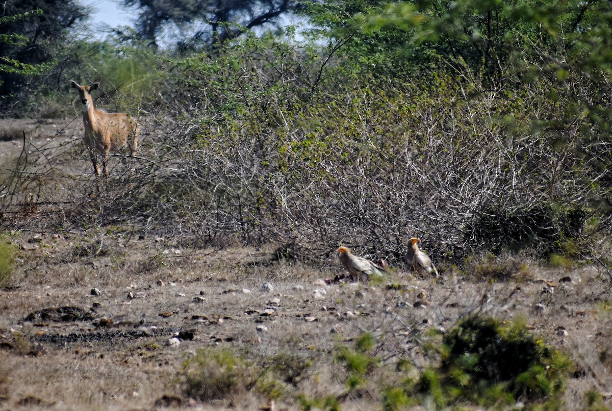 Percnoptère d'Égypte - ML389640111